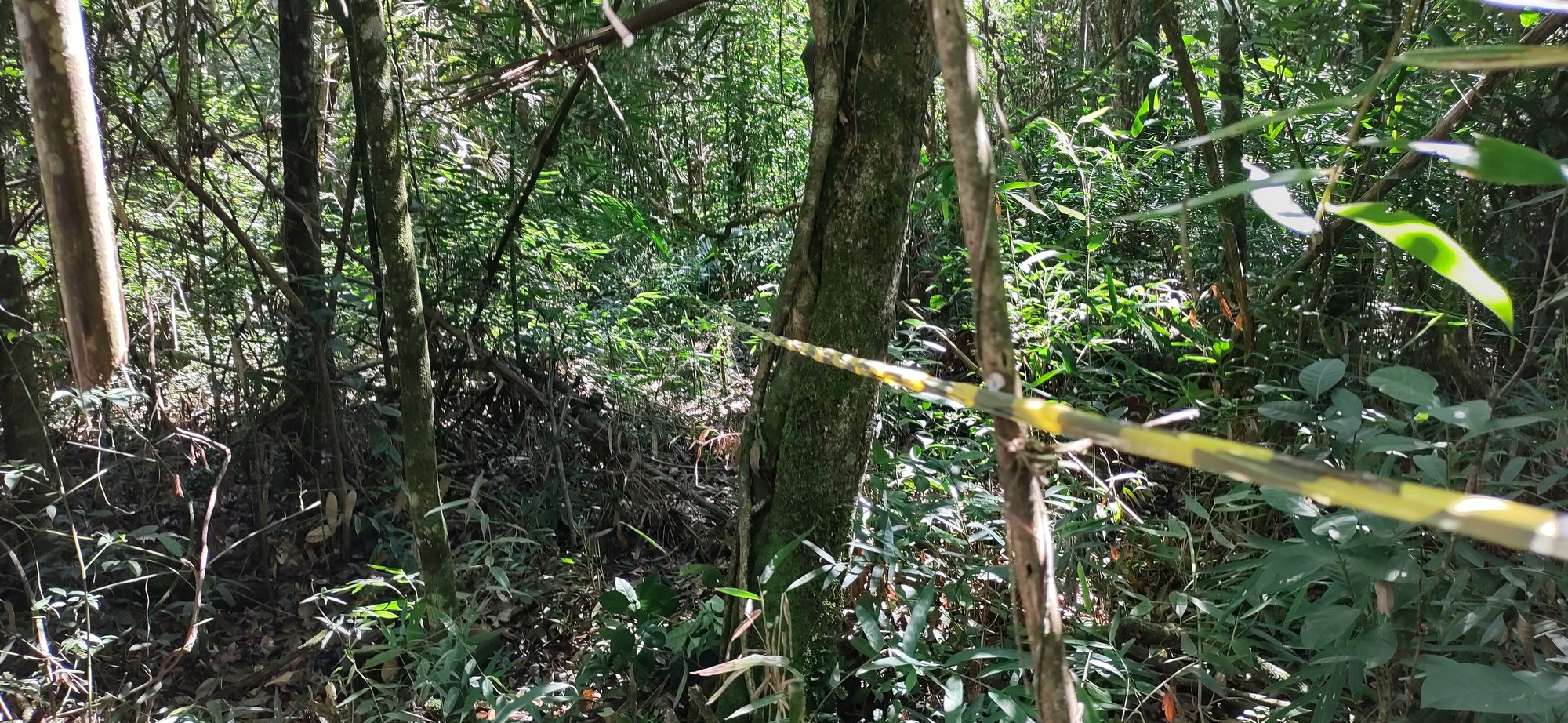 Flora — Caracterização de Vegetação Nativa