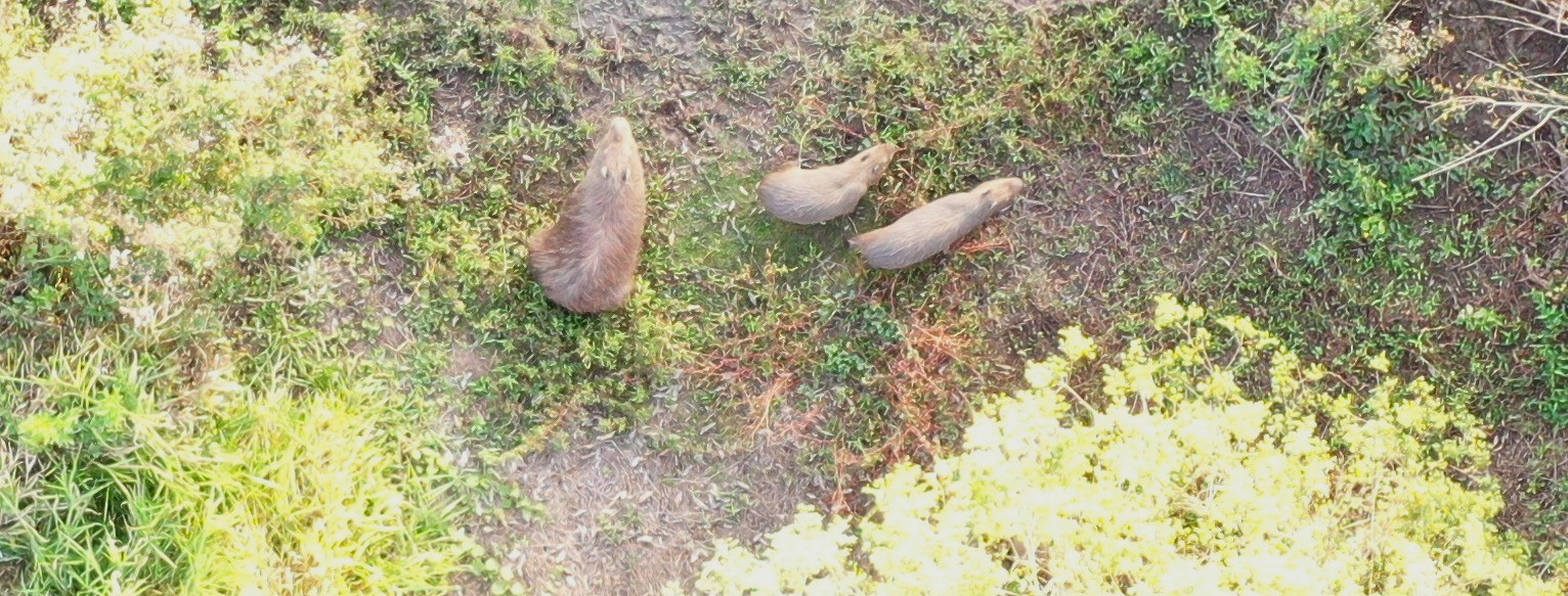 Fauna Invasora e Superpopulações