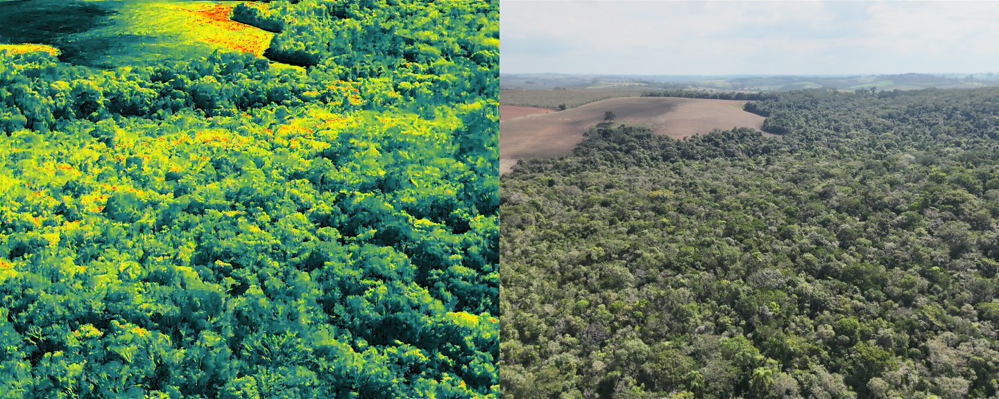 Comparação lado a lado entre imagem térmica e imagem RGB de fragmento florestal captada por drone